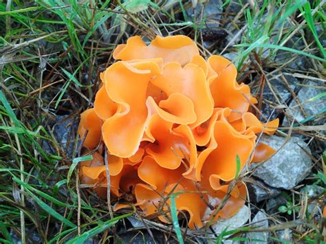 The poisonous Otidea leporina differs in that it is brownish rather than bright orange, it is taller (to 7 cm high), has inward-folding edges, and has a cleft down one side. . Is orange peel fungus poisonous to dogs